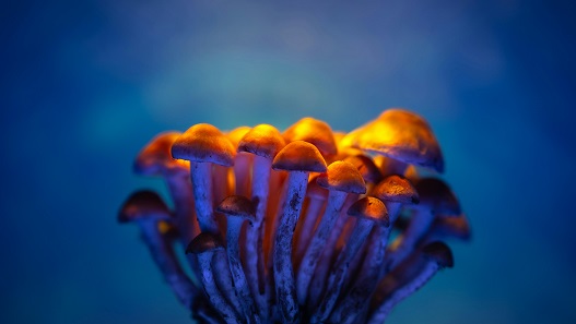 psychedelic seo